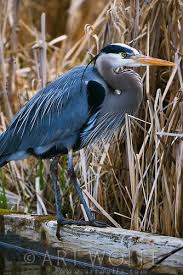 Birds Of Western Washington State Arbo0703180222 Tif Art Wolfe Stock Photography 888 973 0011 Beautiful Birds Colorful Birds Birds