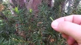 Image result