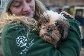 Before and after grooming pictures are shown of a dog at delta animal shelter that was one of 134 dogs seized from an alleged puppy mill in delta county, michigan on monday, aug. Dogs Rescued From South Korean Dog Meat And Puppy Mill Farm Arriving In West Michigan Wzzm13 Com