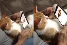 Gimnasio rascador para gatos juguete móvil y casa 59cm alto. Video Viral Facebook Gatito Se Aduena Del Celular De Su Duena Para Ver A Masha Y El Oso Mexico Gatos Mascotas Fotos Virales Mag