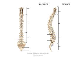 Fig 9 15 Normal Spinal Curvatures Of Spinal Spinal Cord Injury Spinal Cord