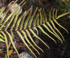 Image result for Pteris