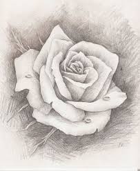Original Pencil Drawing Rose Water Drop Fine Art Via Etsy Roses Drawing Rose Drawing Pencil Pencil Drawings Of Flowers