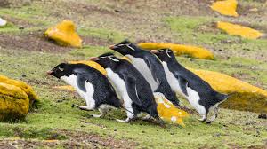 It is run as a sheep farm and has an area of 132 km². Adult Southern Rockhopper Penguins Eudyptes Chrysocome On Saunders Island Falkland Islands Windows 10 Spotlight Images