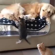 after a long tiring day we find it s best to snuggle up with the animals you hold near and dear and for a cute funny animals cute animals cute baby animals