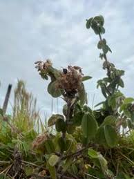 Image result for Grona barbata