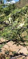 Image result for Acacia goetzei