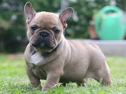 American bully as its name suggests originated from the us around 1980. French Bulldogs And Shorty Bulls