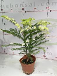 Image result for Araucaria cunninghamii