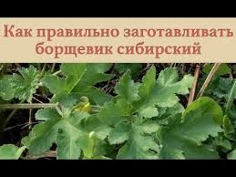 Социальная сеть для тех, кто неравнодушен к своему приусадебному хозяйству, дому, саду и огороду. Kak Pravilno Zagotavlivat Borshevik Sibirskij Youtube