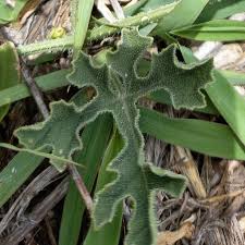 Image result for Cucumis zeyheri