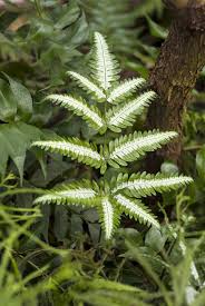 Image result for Pteris