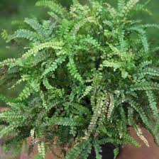Image result for Adiantum hispidulum
