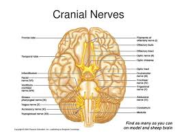 Cranial nerves relay information between the brain and parts of the body, primarily to and from regions of the head and neck, including the special senses of vision, taste, smell, and hearing. The Peripheral Nervous System Ppt Download