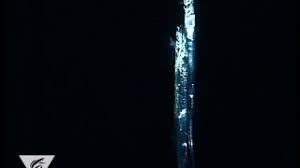 What kind of fish is a telescope goldfish? The Telescopefish Gigantura Indica Youtube