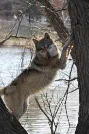 Suskun Suskunn Murat Celep Muratcelep Turk Bayrak Vatan Bozkurt Turan Wolf Lonelywolf Graywolf Wolf Love Wolf Dog Wolf Spirit