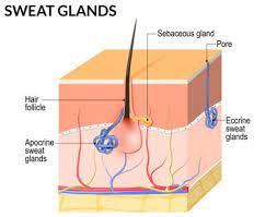 Mar 24, 2019 · one of the most effective sweaty balls cure is to keep your private area dry so that it's an inhospitable environment for bacteria and yeast to populate. How To Get Rid Of Smelly Balls Ejis