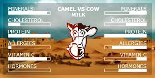 Camel milk has supported bedouin, nomad and pastoral cultures since the domestication of camels millennia ago. Aadvik Foods On Twitter Camel Milk Vs Cow Milk Aadvikfoods Aadvik Camelmilk Camel Milk Delicious Tasty For More Info Visit Https T Co 6zbjghz486 Https T Co Uelmt6qvk0