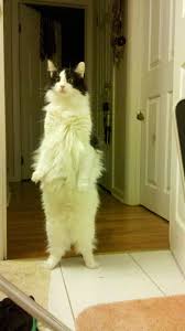 This Black And White Kitty Has The Walking On Two Legs Because I Think I M Human Thing Down Cats Cat Stands Crazy Cats