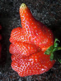 En Forme D Animaux D Insectes Ou D Hommes 50 Fruits Et Legumes Qui Veulent Ressembler A Tout Sauf A Eux Memes Weird Fruit Funny Vegetables Funny Fruit