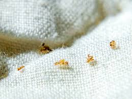Our goal is to provide positive leads; Pubic Lice Crabs Symptoms Risk Factors And Treatment