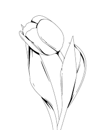 An Artistic Tulips Drawing In Ink Pen Coloring Page Tulip Drawing Ink Pen Drawings Tulips Art