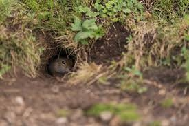 This is really only an option for people who have good marksmanship skills, and it is worth noting that it is vital to be able to kill the animal with. How To Get Rid Of Groundhogs For Good The Habitat