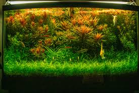 Image result for Limnophila
