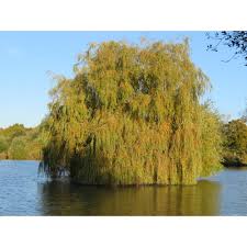 Check spelling or type a new query. Weeping Willow Trees For Sale Weeping Willow Salix Chrysocoma