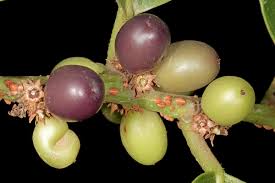 Image result for Bridelia micrantha