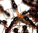 Image result for evolved mutation of ants in bodies who enslaved to build temple