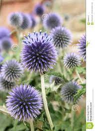 Vorrei tanto sapere il nome di questa graziosa . Fiore Blu Spiga Selvatico Pruno Selvatico Fiorito Pruno Fiori Botanica