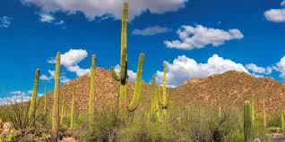 Tag a trail, bike, and/or a category. Saguaro National Park East Attraction Guide Tucsontopia