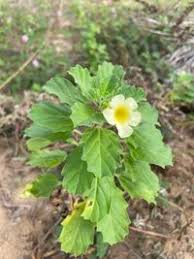 Image result for Pedalium murex