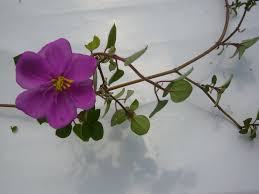 Image result for Heterotis rotundifolia