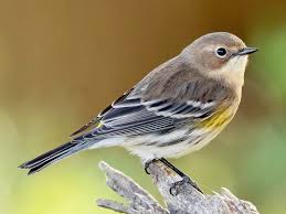 Often the core member of mixed warbler flocks during migration, especially early in spring and late in fall. Yellow Rumped Warbler Ebird