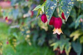 Image result for Abutilon rehmannii