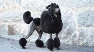 This is a versatile, playful dog. 10 Absolutely Adorable Dog Breeds With Curly Hair We Like Dogs