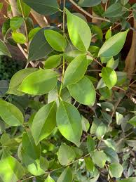 Image result for Ligustrum lucidum
