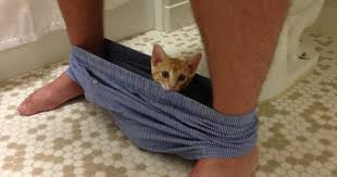 why do cats follow us to the bathroom