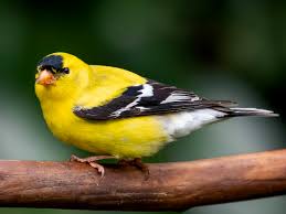 The american regularly visits seed feeders, particularly in the east. American Goldfinch Ebird
