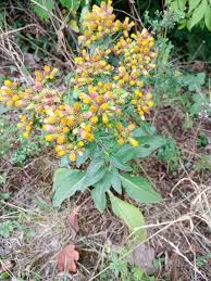 Image result for Pentanema