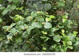 Image result for Carissa bispinosa