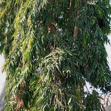 Image result for Monoon longifolium