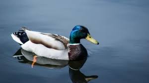 An easy target for any kind of trickery. What Is Duck Typing In Python Opensource Com