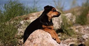 A german shepherd rottweiler mix is a designer breed. Taking Proper Care Of Your Rottweiler And Shepherd Mix Rottweiler Life