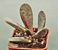 Image result for Raphionacme madiensis