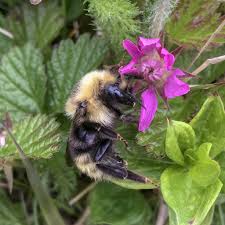Image result for Bombus polaris