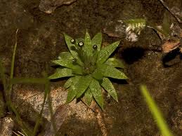 Image result for Eriocaulon setaceum