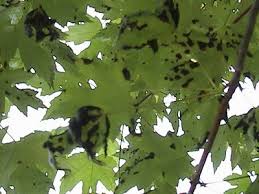 Maple Tree General Discussion Forum In Depth Outdoors